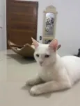 Amora