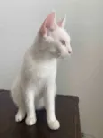 Amora