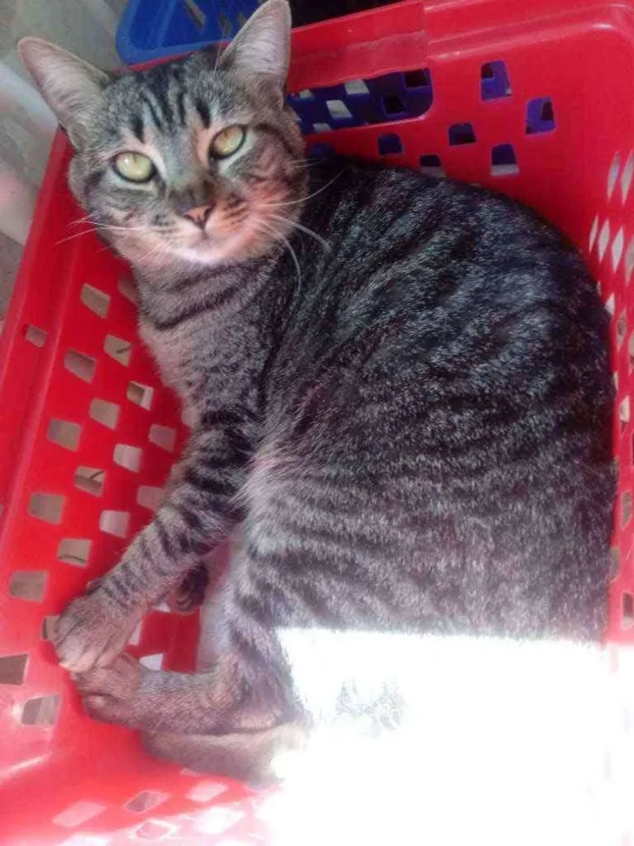 Gato raça Srd idade 2 anos nome Tom