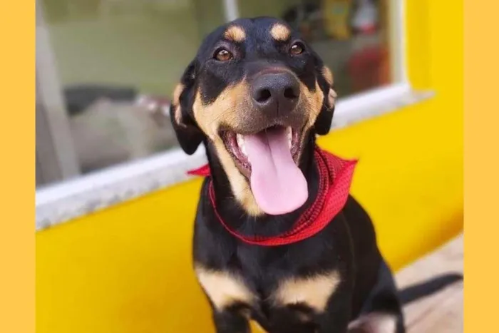 Cachorro ra a srd idade 1 ano nome HUR