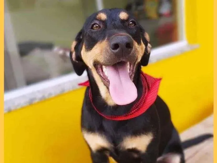 Cachorro ra a srd idade 1 ano nome HUR