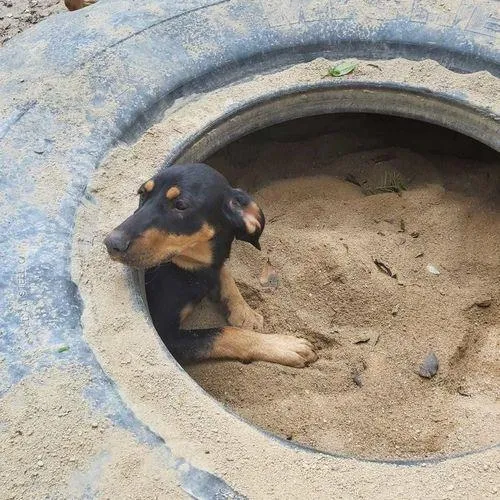 Cachorro ra a srd idade 1 ano nome HUR