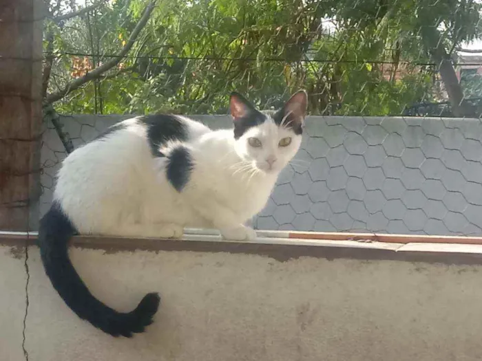 Gato raça Srd idade 7 a 11 meses nome Cherry