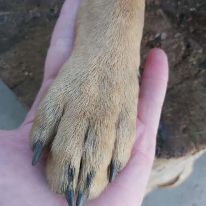 Cachorro ra a srd idade 1 ano nome HUR