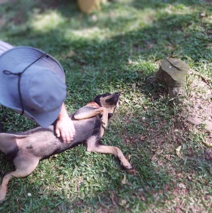 Cachorro ra a srd idade 1 ano nome HUR