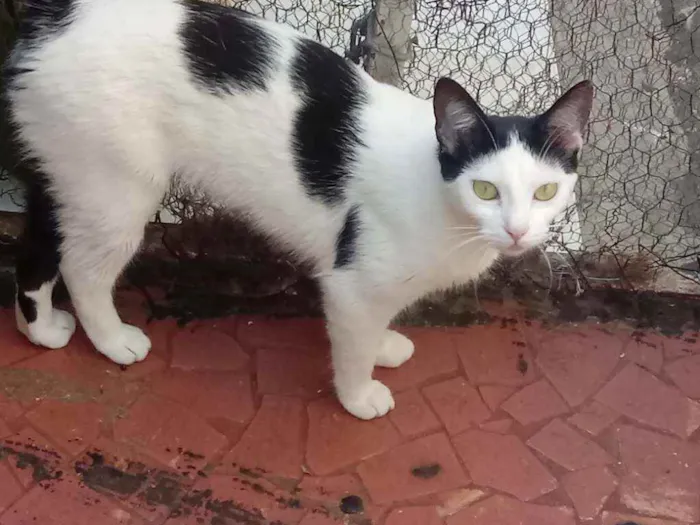 Gato raça Srd idade 7 a 11 meses nome Cherry