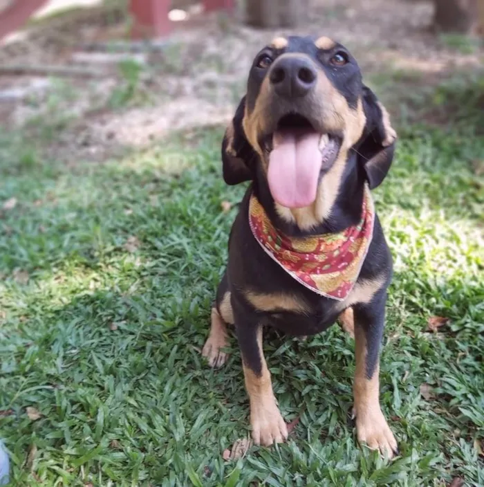 Cachorro ra a srd idade 1 ano nome HUR