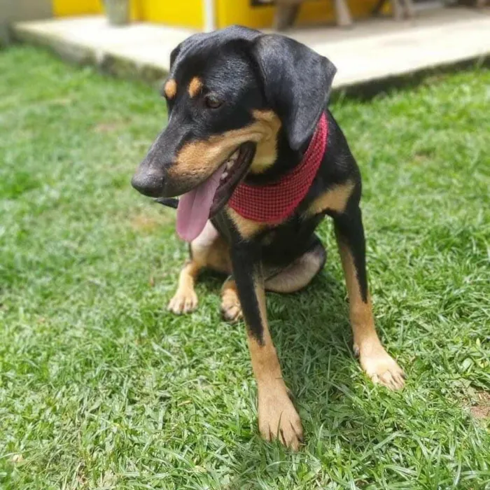 Cachorro ra a srd idade 1 ano nome HUR