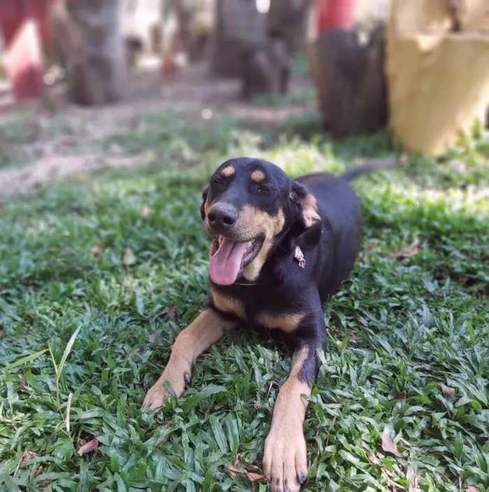 Cachorro ra a srd idade 1 ano nome HUR