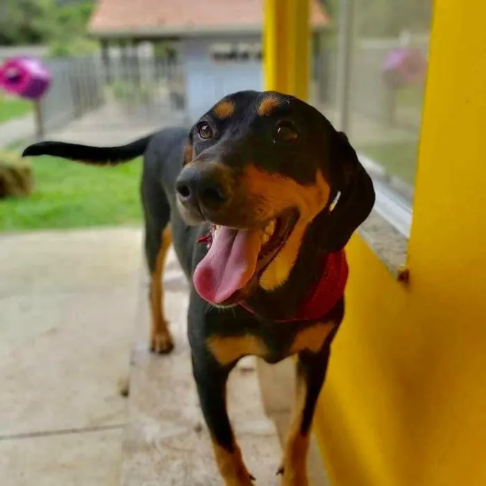 Cachorro ra a srd idade 1 ano nome HUR