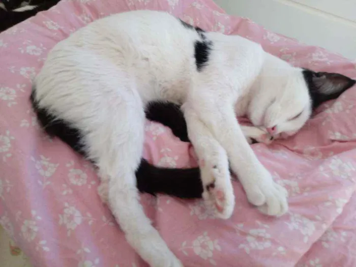 Gato raça Srd idade 7 a 11 meses nome Cherry