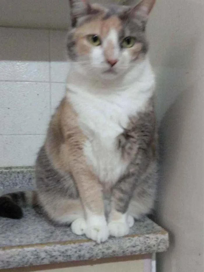 Gato raça Srd idade 3 anos nome Fumaça