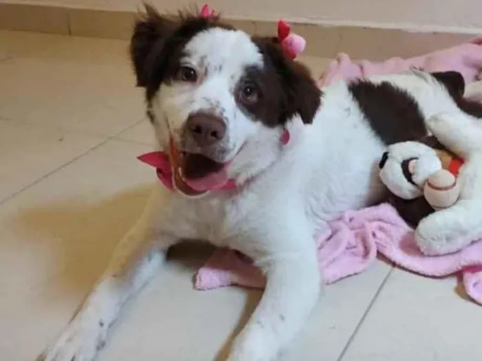 Cachorro raça SRD idade 7 a 11 meses nome Bela