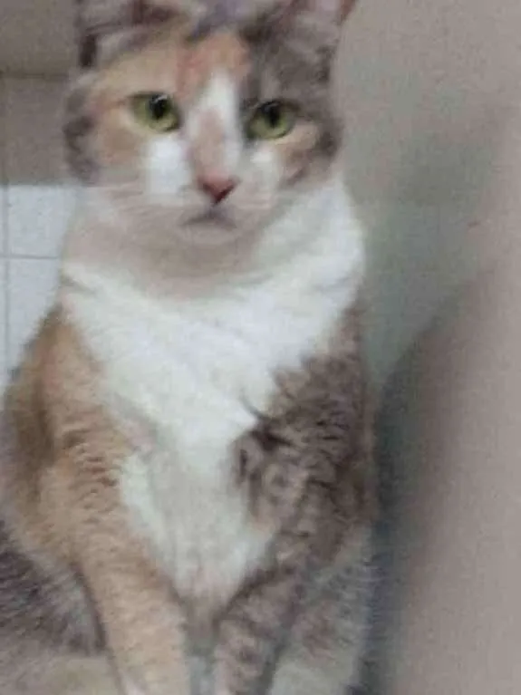 Gato raça Srd idade 3 anos nome Fumaça