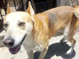 Cachorro raça Srd idade 1 ano nome Trovão