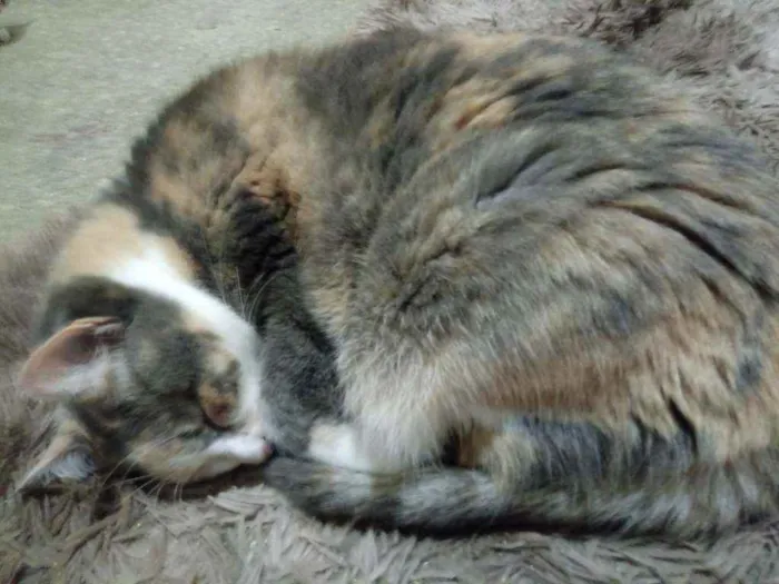 Gato raça Srd idade 3 anos nome Fumaça