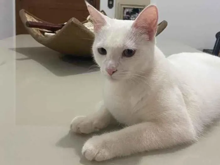 Gato ra a Sem raça definida  idade 7 a 11 meses nome Amora