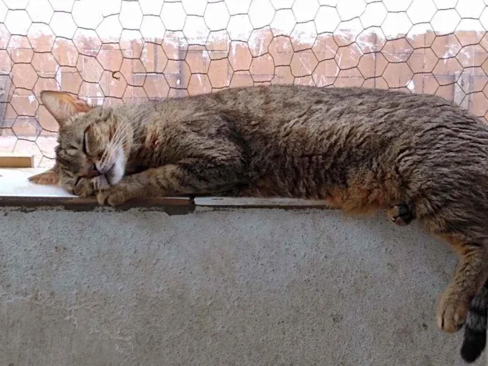 Gato raça Srd idade 3 anos nome Ruivo