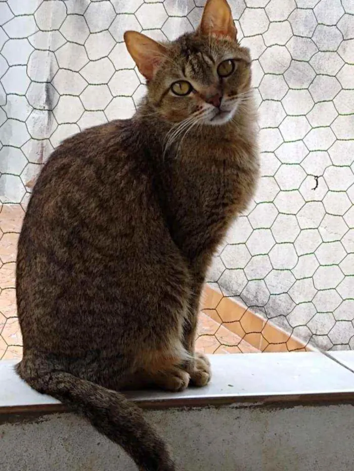 Gato raça Srd idade 3 anos nome Ruivo