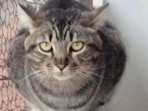 Gato raça Srd idade 2 anos nome Tom