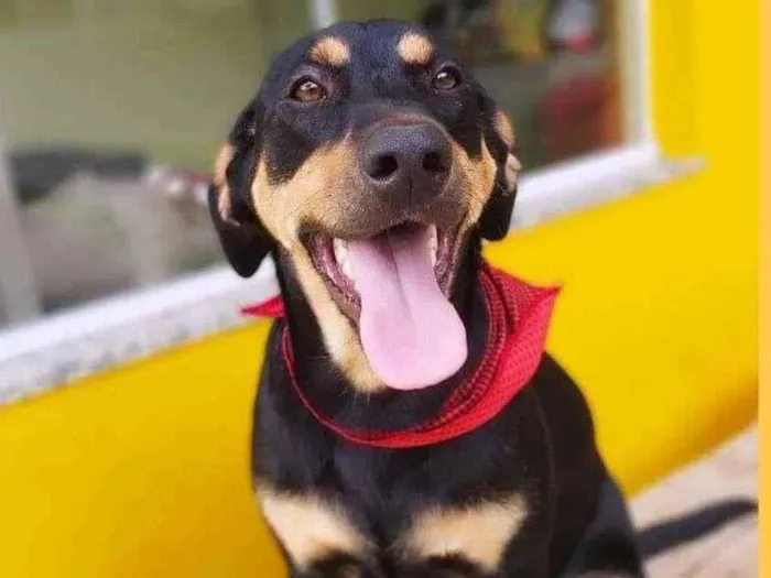 Cachorro ra a srd idade 1 ano nome HUR
