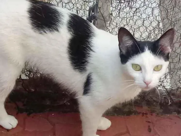 Gato raça Srd idade 7 a 11 meses nome Cherry