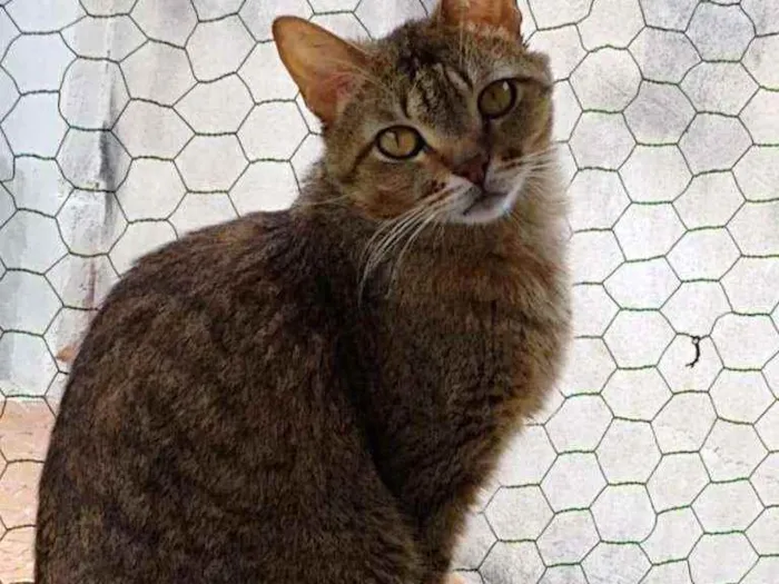 Gato raça Srd idade 3 anos nome Ruivo