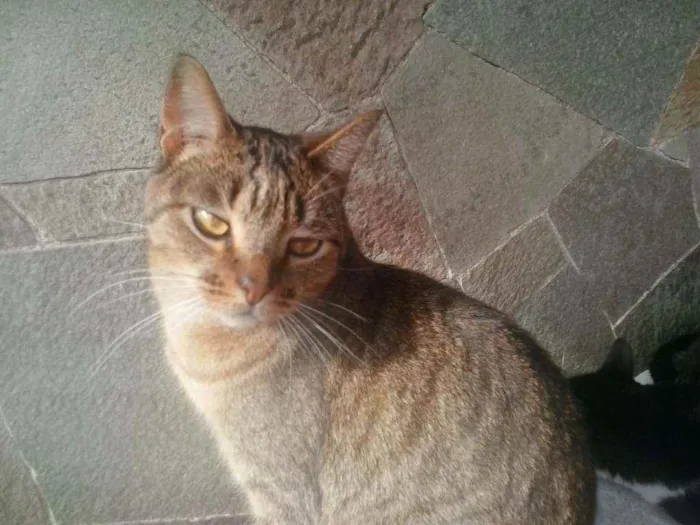 Gato raça Srd idade 3 anos nome Ruivo