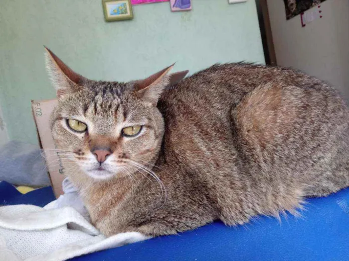 Gato raça Srd idade 3 anos nome Ruivo