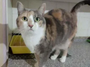 Gato raça Srd idade 3 anos nome Fumaça