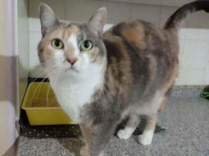 Gato raça Srd idade 3 anos nome Fumaça