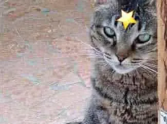 Gato raça Srd idade 4 anos nome Raja