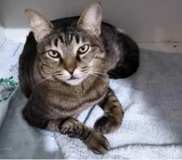 Gato raça Srd idade 4 anos nome Raja