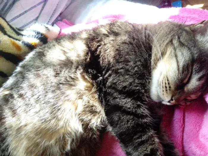 Gato raça Srd idade 4 anos nome Raja