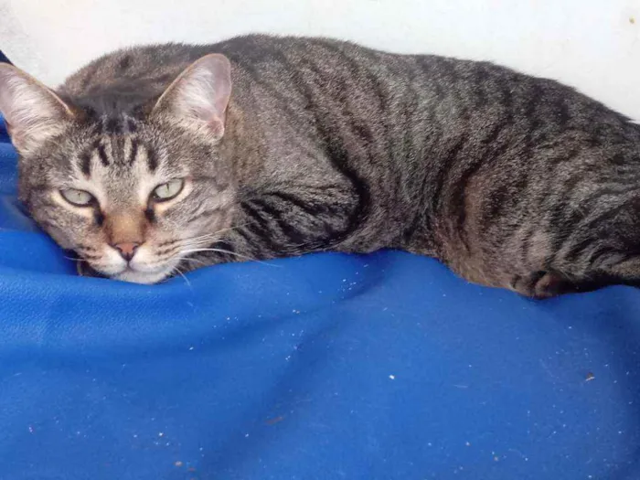 Gato raça Srd idade 4 anos nome Raja