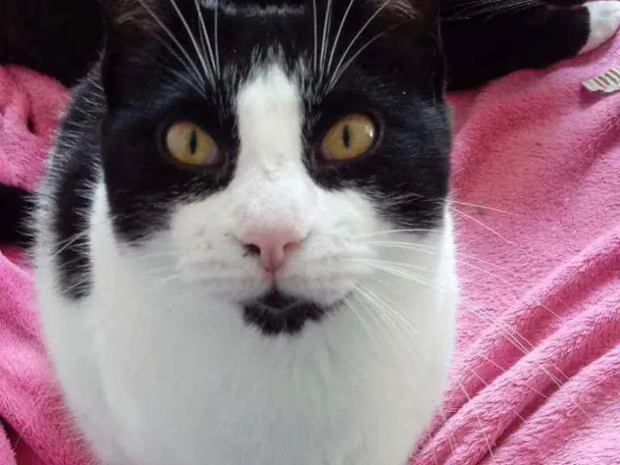 Gato raça Srd idade 1 ano nome Pitoco