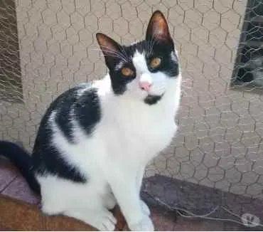 Gato raça Srd idade 1 ano nome Pitoco