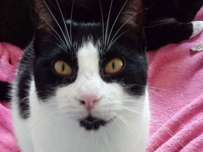 Gato raça Srd idade 1 ano nome Pitoco