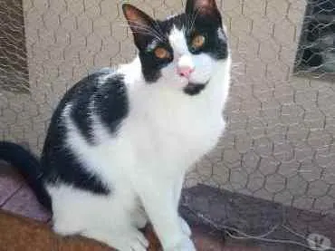 Gato raça Srd idade 1 ano nome Pitoco