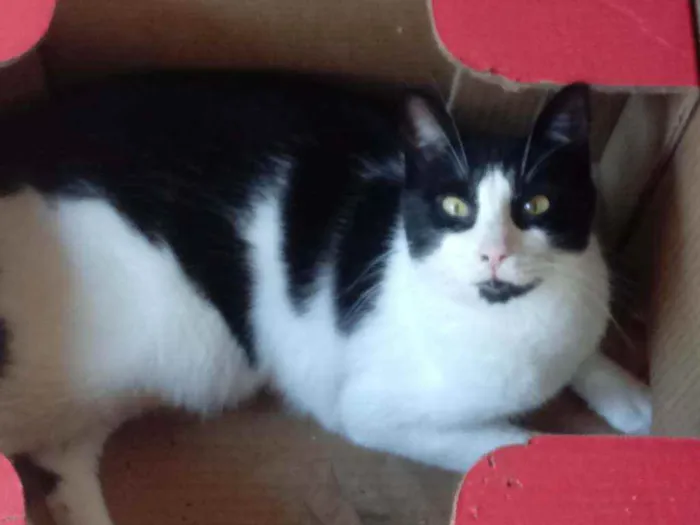 Gato raça Srd idade 1 ano nome Pitoco