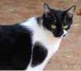 Gato raça Srd idade 3 anos nome Sarinha