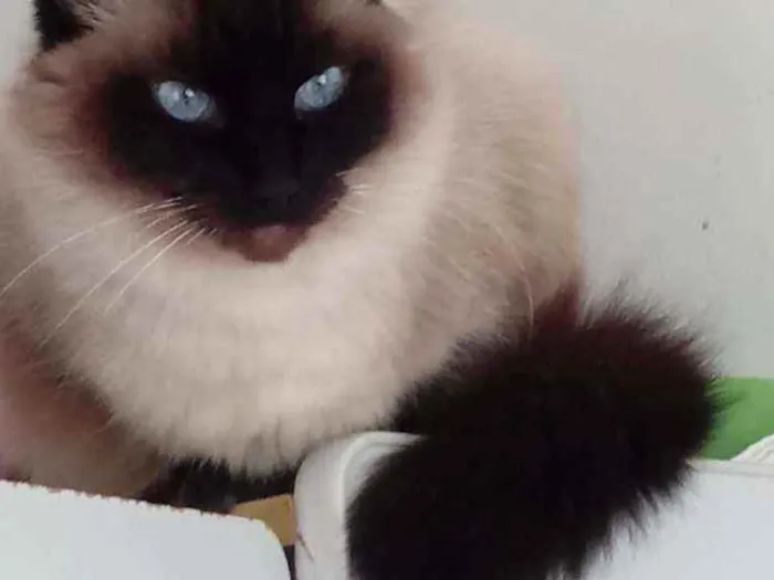 Gato raça Srd idade 4 anos nome Gatinha