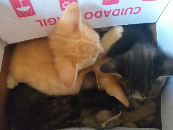 Gato raça  idade 2 a 6 meses nome Corajoso,medroso,den