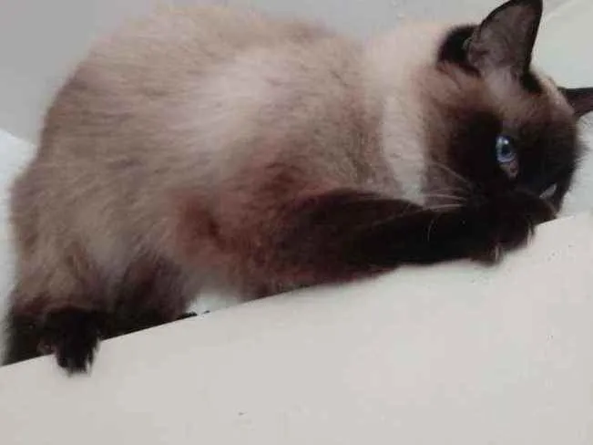 Gato raça Srd idade 4 anos nome Gatinha