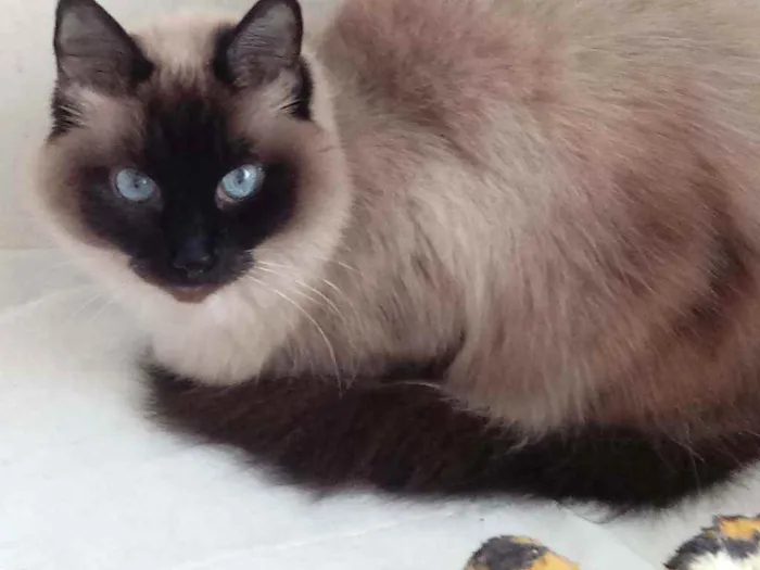 Gato raça Srd idade 4 anos nome Gatinha