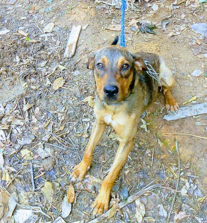 Cachorro ra a Mestiço idade 1 ano nome Luke