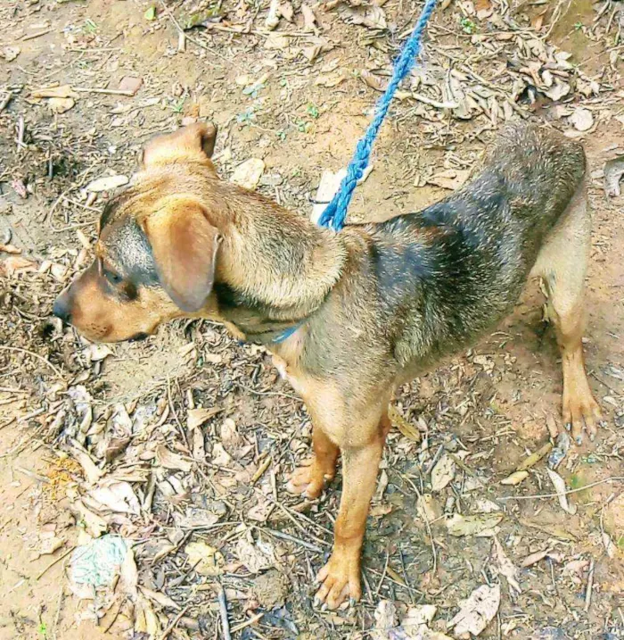 Cachorro ra a Mestiço idade 1 ano nome Luke