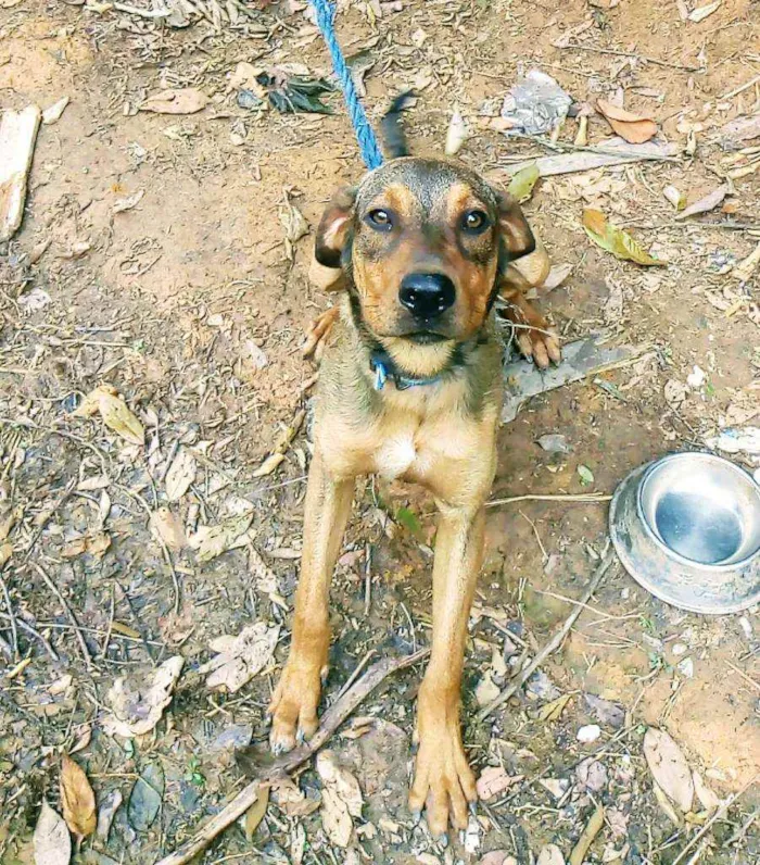 Cachorro ra a Mestiço idade 1 ano nome Luke