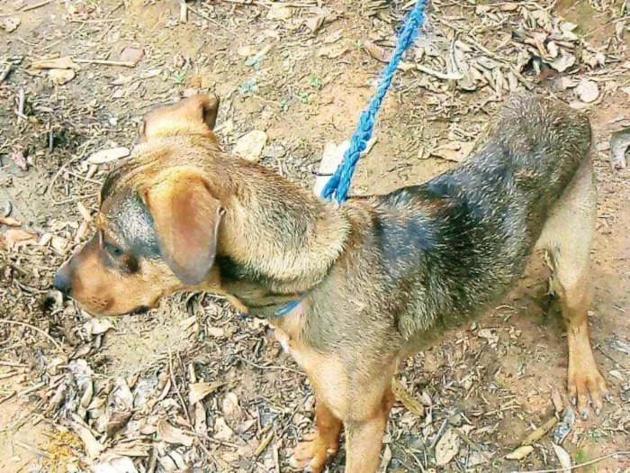 Cachorro ra a Mestiço idade 1 ano nome Luke