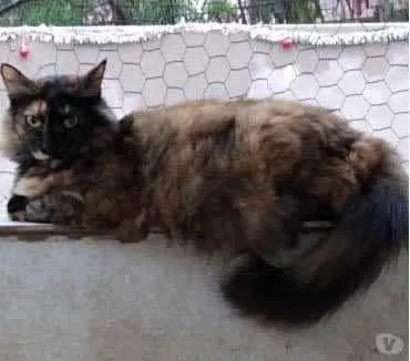 Gato raça Srd idade 4 anos nome Menina